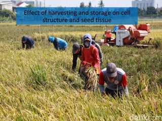 Effect of harvesting and storage on cell
structure and seed tissue
 
