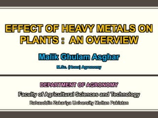 EFFECT OF HEAVY METALS ON
PLANTS : AN OVERVIEW
Malik Ghulam Asghar
M.Sc. (Hons) Agronomy
DEPARTMENT OF AGRONOMY
Faculty of Agricultural Sciences and Technology
Bahauddin Zakariya University Multan Pakistan
 