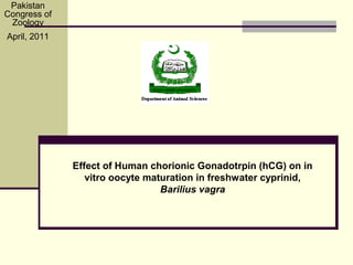 Effect of Human chorionic Gonadotrpin (hCG) on in
vitro oocyte maturation in freshwater cyprinid,
Barilius vagra
Pakistan
Congress of
Zoology
April, 2011
 