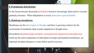 8. Protoplasmic dehydration:
As the tissues become dessicated, protoplasm becomes increasingly dense and its viscosity
gradually increases. When dehydration is severe, it becomes rigid and brittle.
9. Membrane breakdown:
Membranes are the main targets of drought, and there is growing evidence for the
involvement of membrane lipid in plant adaptation to drought stress.
Biosynthesis of galactosylglycerolipids, monogalactosyl-digalactosyl-diacylglycerol,
which are the main components of chloroplast envelope and thylakoid membranes, are
important for plant tolerance to water deficit and for recovery.
 