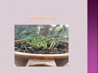 Effect of mutations ( beneficial and harm full)