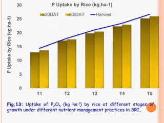0
5
10
15
20
25
30
T1 T2 T3 T4 T5
PUptakebyRice(kg.ha-1)
P Uptake by Rice (kg.ha-1)
30DAT 60DAT Harvest
Fig.13: Uptake of P2O5 (kg ha-1) by rice at different stages of
growth under different nutrient management practices in SRI,
 