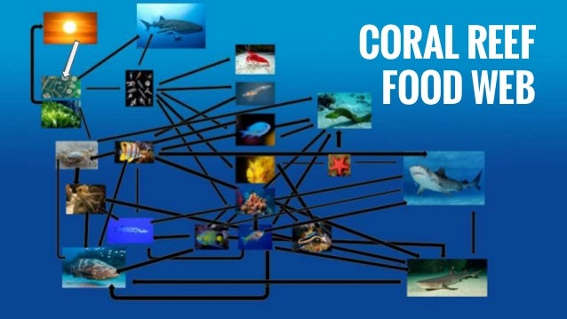 Cool Food Chains Cool Food Chains