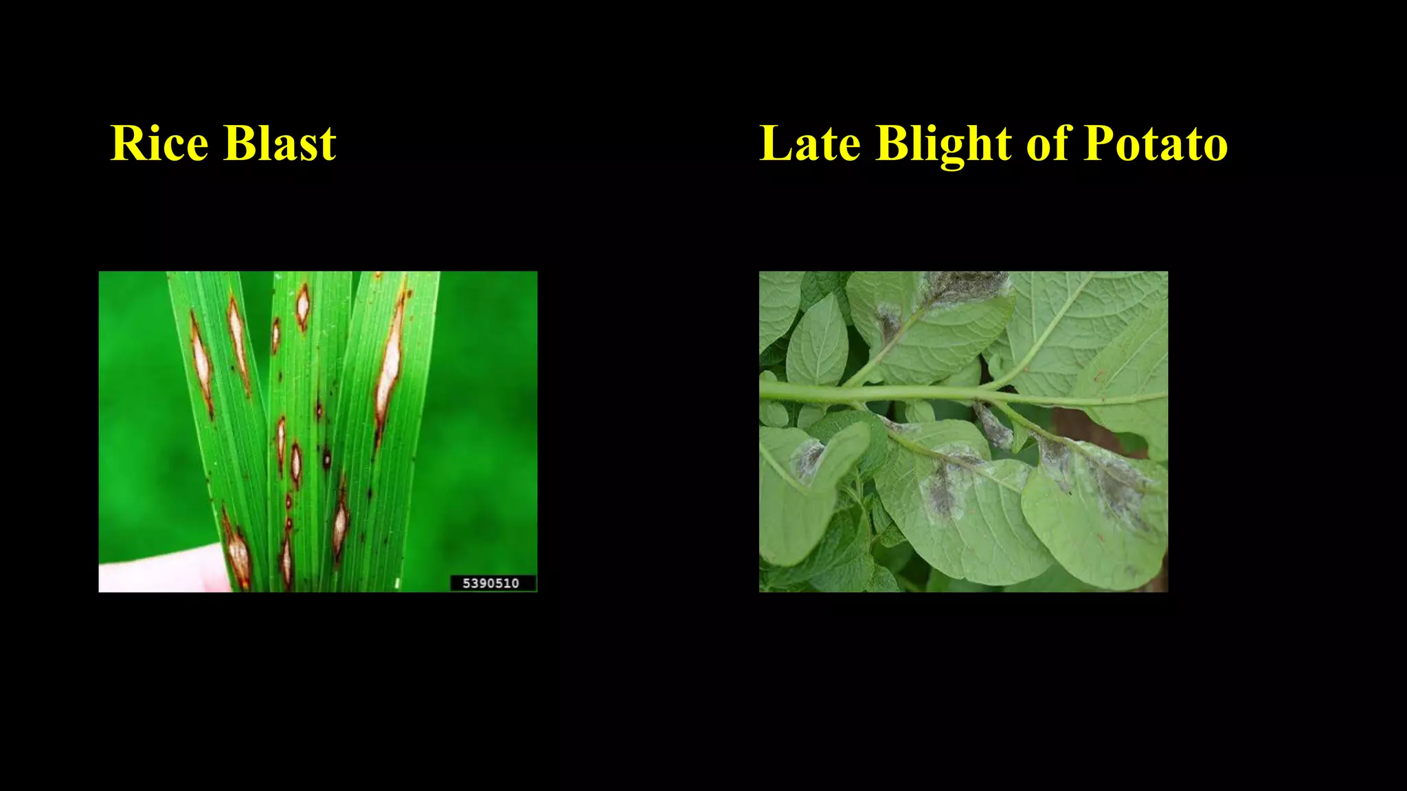 Rice Blast Late Blight of Potato
 