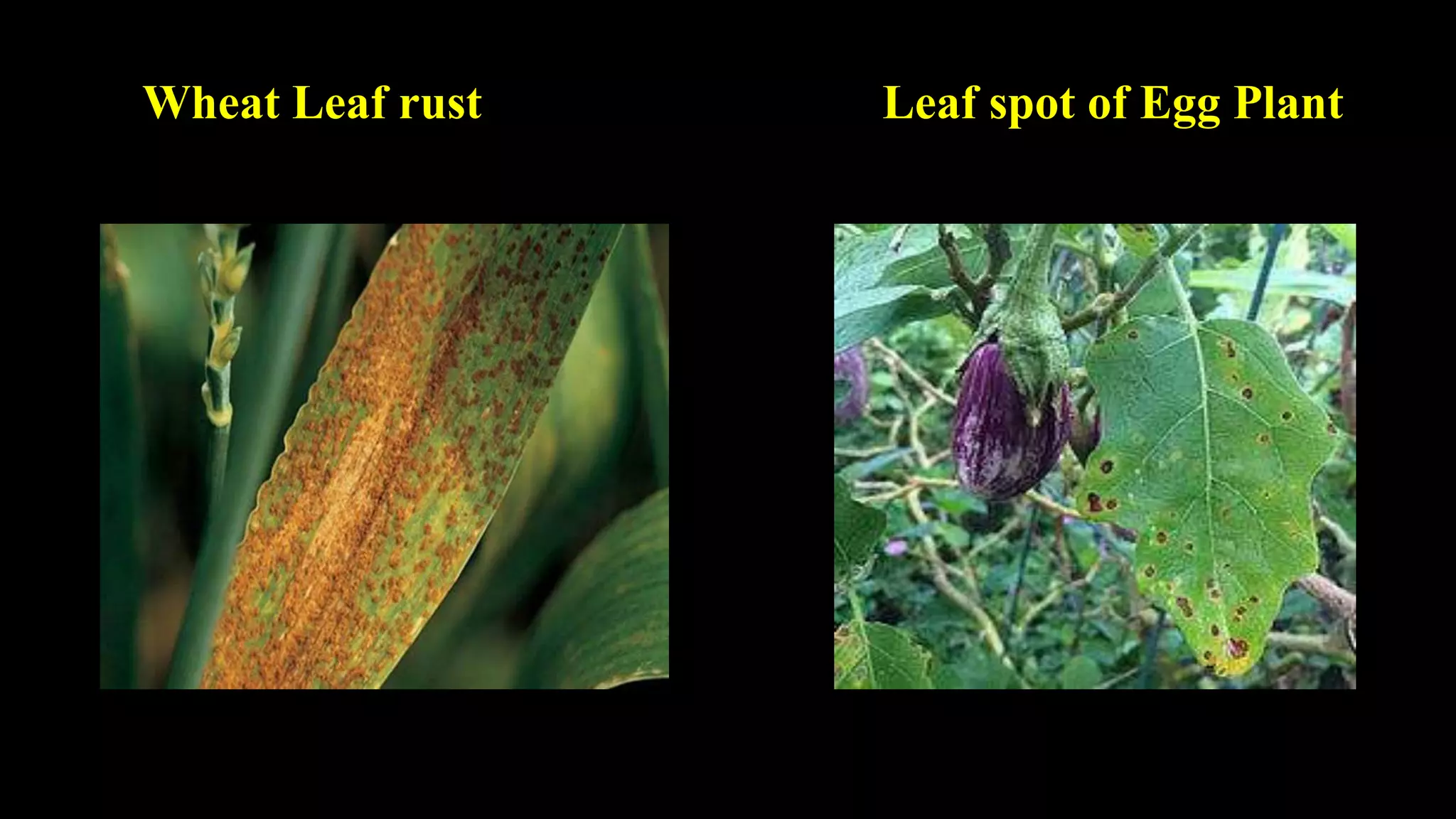 Wheat Leaf rust Leaf spot of Egg Plant
 
