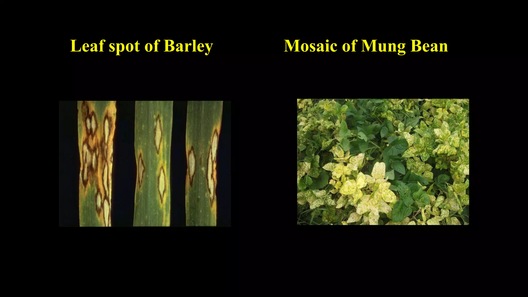 Leaf spot of Barley Mosaic of Mung Bean
 