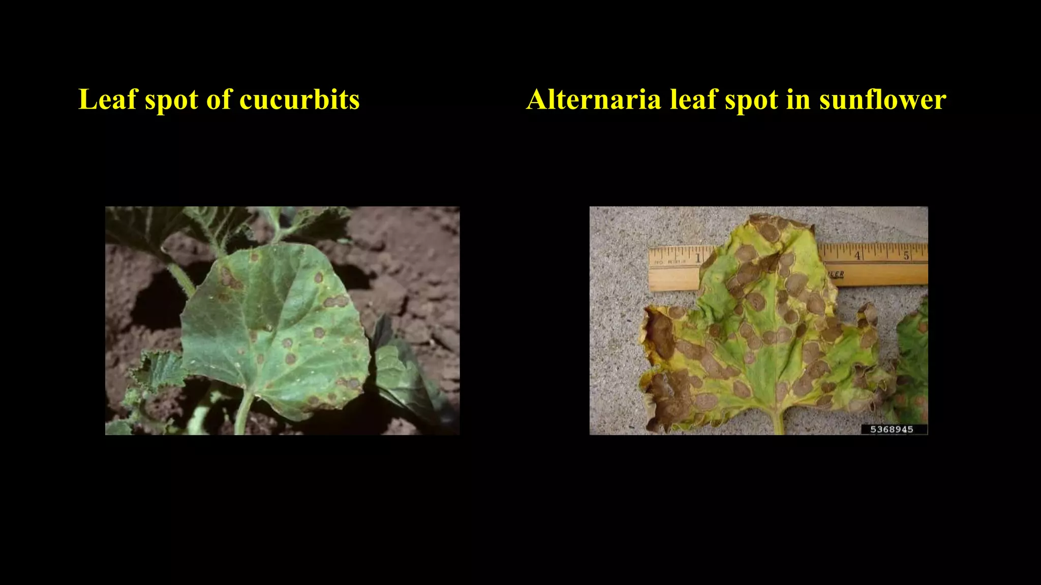 Leaf spot of cucurbits Alternaria leaf spot in sunflower
 