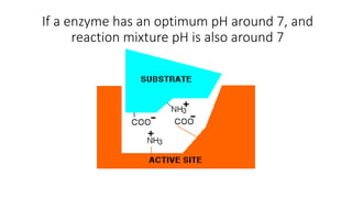 Effect of pH and temperature on enzyme activity notes | PDF