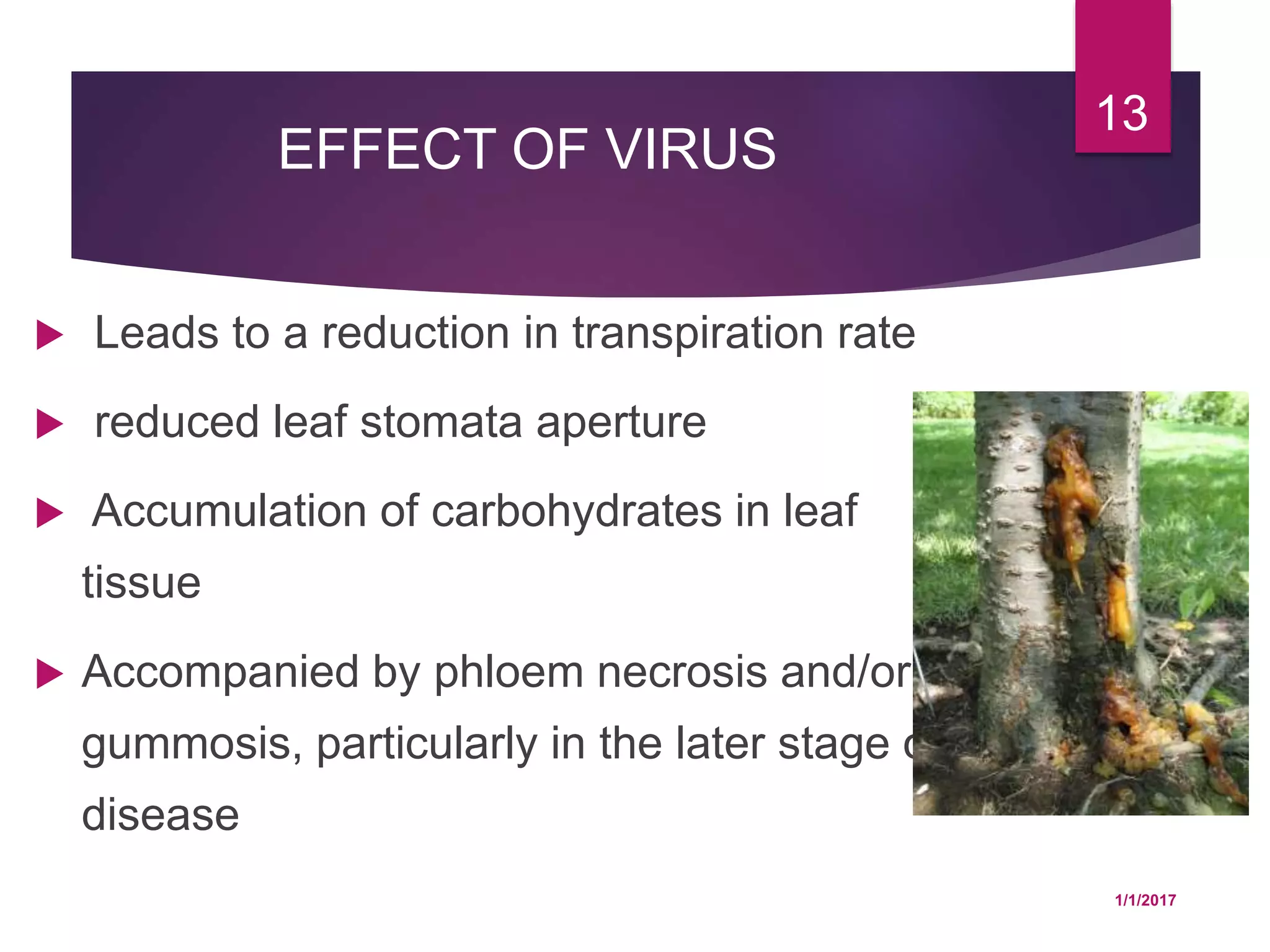 EFFECT OF VIRUS
 Leads to a reduction in transpiration rate
 reduced leaf stomata aperture
 Accumulation of carbohydrates in leaf
tissue
 Accompanied by phloem necrosis and/or
gummosis, particularly in the later stage of
disease
1/1/2017
13
 
