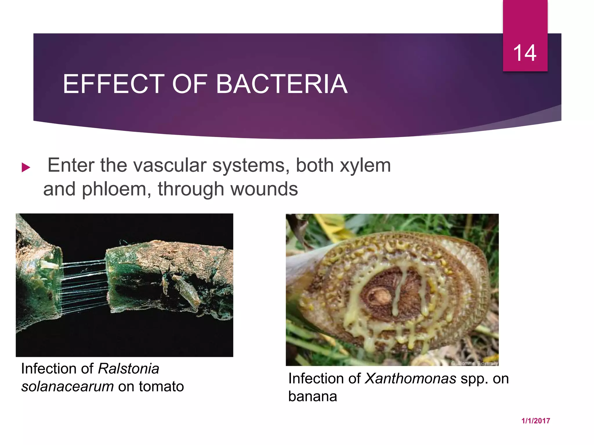 EFFECT OF BACTERIA
 Enter the vascular systems, both xylem
and phloem, through wounds
1/1/2017
14
Infection of Ralstonia
solanacearum on tomato
Infection of Xanthomonas spp. on
banana
 