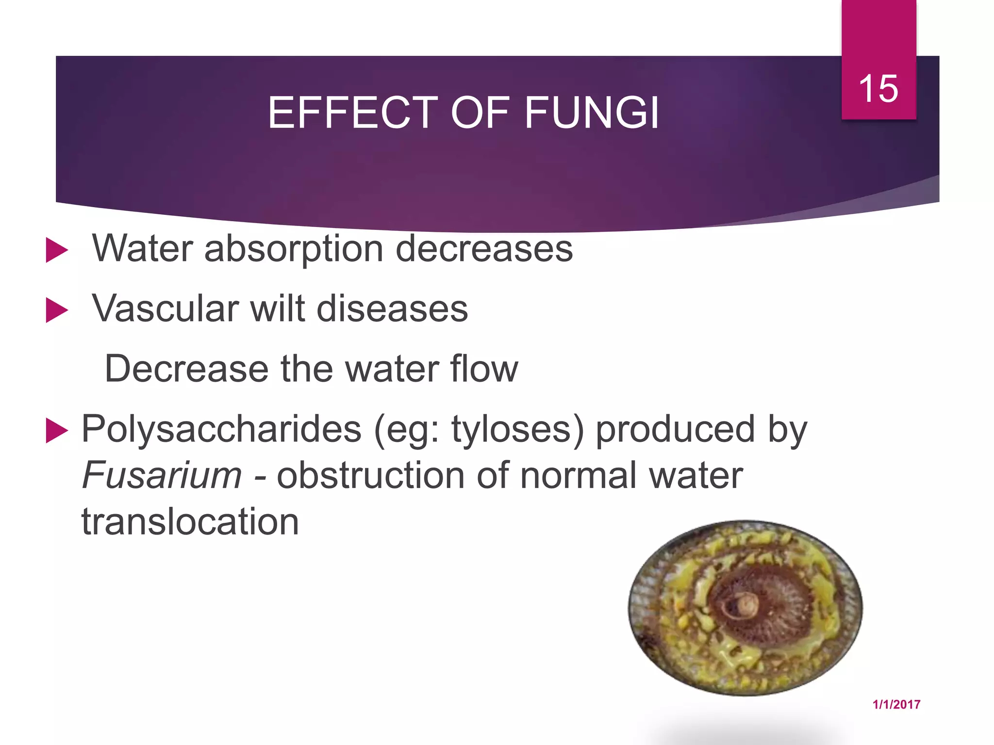 EFFECT OF FUNGI
 Water absorption decreases
 Vascular wilt diseases
Decrease the water flow
 Polysaccharides (eg: tyloses) produced by
Fusarium - obstruction of normal water
translocation
1/1/2017
15
 