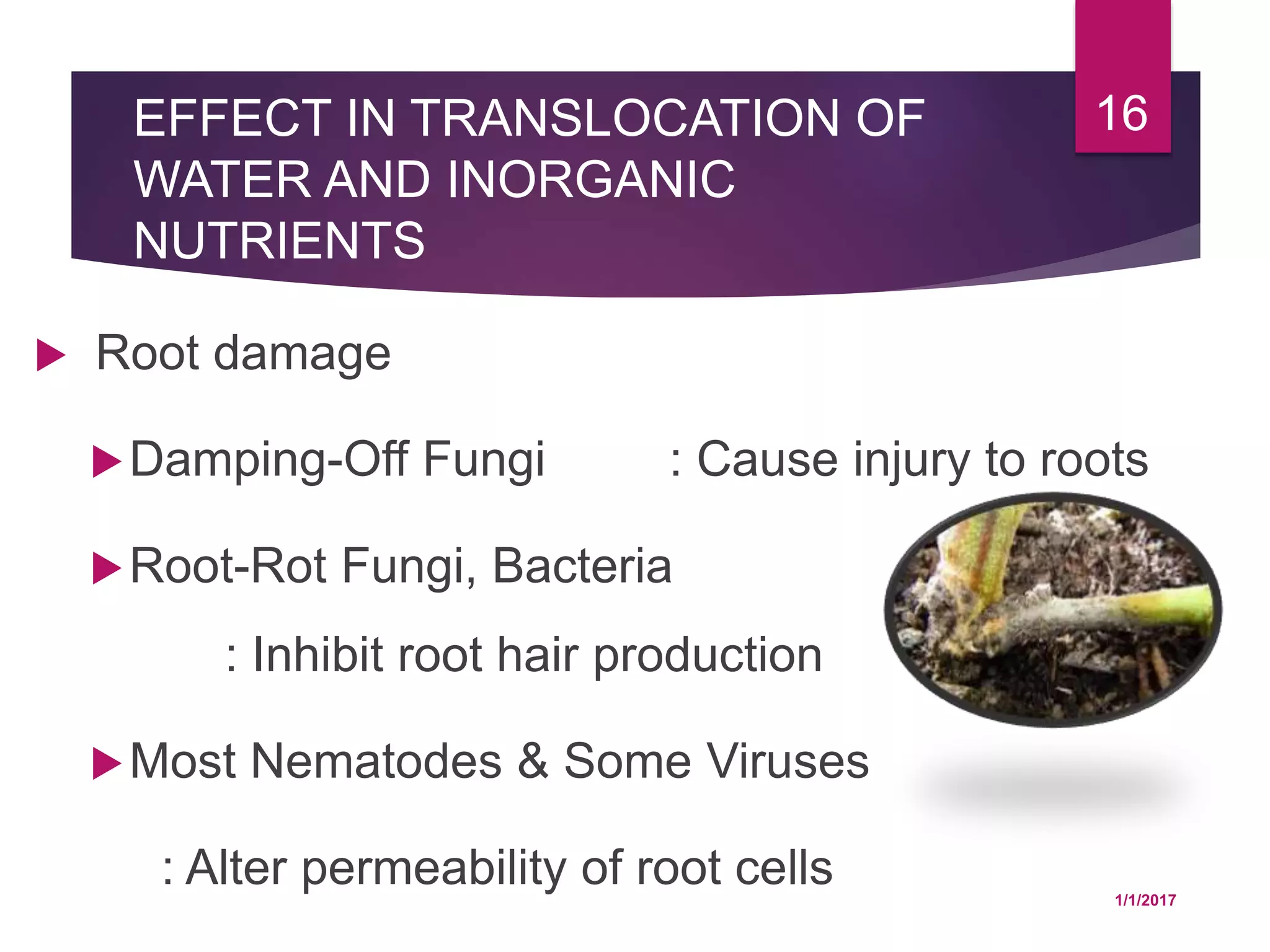 EFFECT IN TRANSLOCATION OF
WATER AND INORGANIC
NUTRIENTS
 Root damage
Damping-Off Fungi : Cause injury to roots
Root-Rot Fungi, Bacteria
: Inhibit root hair production
Most Nematodes & Some Viruses
: Alter permeability of root cells 1/1/2017
16
 