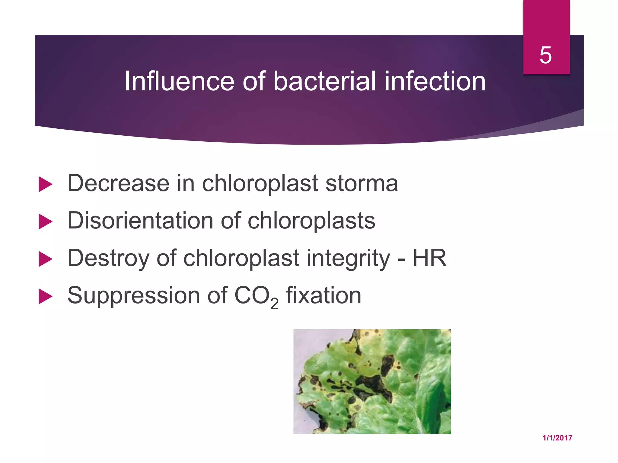 Influence of bacterial infection
 Decrease in chloroplast storma
 Disorientation of chloroplasts
 Destroy of chloroplast integrity - HR
 Suppression of CO2 fixation
1/1/2017
5
 