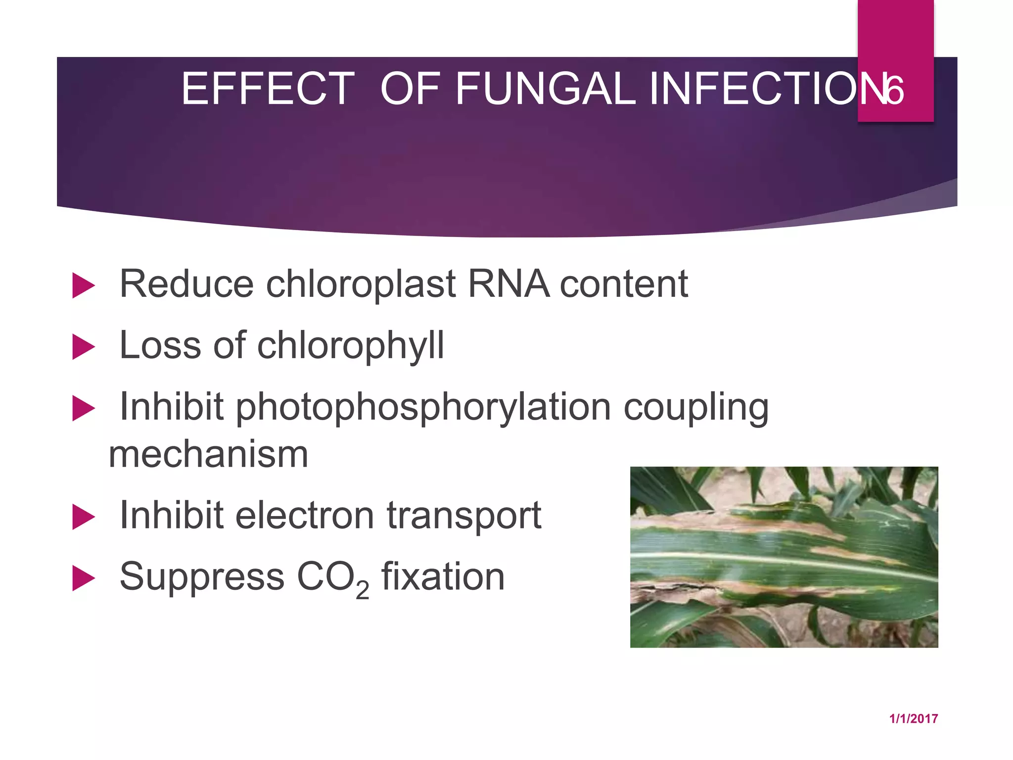 EFFECT OF FUNGAL INFECTION
 Reduce chloroplast RNA content
 Loss of chlorophyll
 Inhibit photophosphorylation coupling
mechanism
 Inhibit electron transport
 Suppress CO2 fixation
1/1/2017
6
 