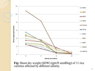 Effect of salinity on seedling growth in early vegetative phase of rice ...