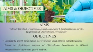 Effect of sucrose concentration and growth basal medium on in-vitro ...