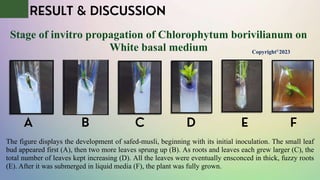 Effect of sucrose concentration and growth basal medium on in-vitro ...