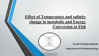 Effect of Temperature and salinity
change in metabolic and Energy
Conversion in Fish
Pranali Prabhakar Marbade
Department of Fish Biotechnology
 