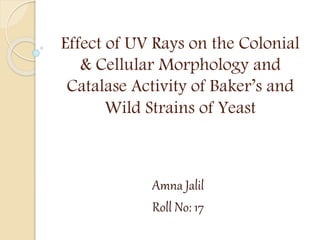 Effect of UV Rays on the Colonial
& Cellular Morphology and
Catalase Activity of Baker’s and
Wild Strains of Yeast
Amna Jalil
Roll No: 17
 