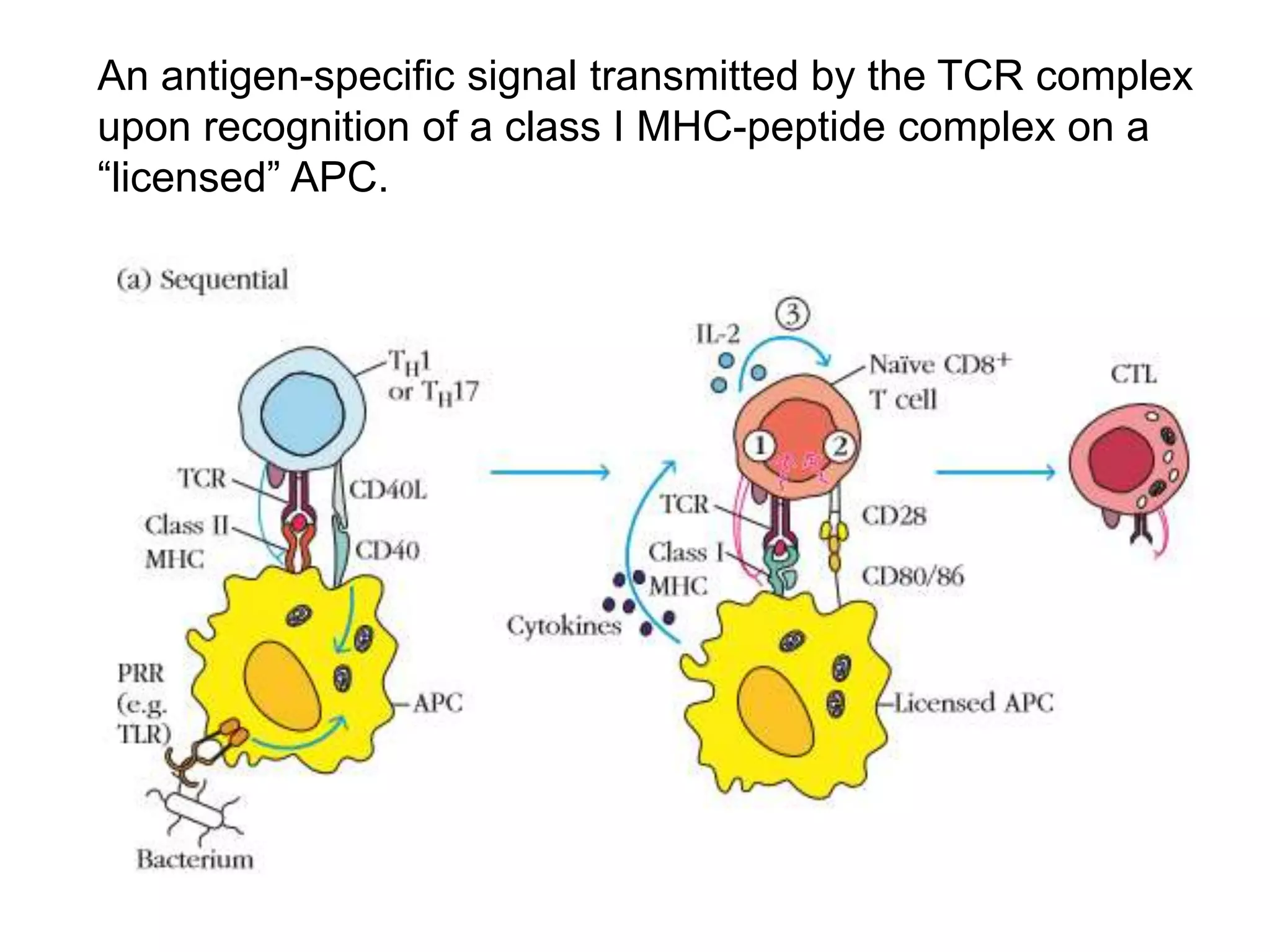 Effector functions of immune system | PPTX