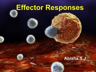 Effector Responses
Abisha.S.J
 