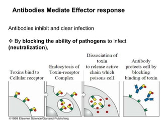 Antibodies Mediate Effector response
Antibodies inhibit and clear infection
 By blocking the ability of pathogens to infect
(neutralization),
 