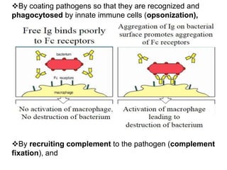 By coating pathogens so that they are recognized and
phagocytosed by innate immune cells (opsonization),
By recruiting complement to the pathogen (complement
fixation), and
 