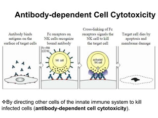 By directing other cells of the innate immune system to kill
infected cells (antibody-dependent cell cytotoxicity).
Antibody-dependent Cell Cytotoxicity
 