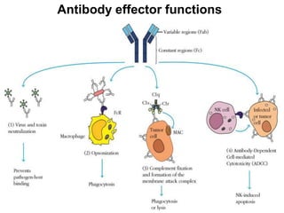 Antibody effector functions
 