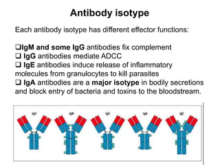Each antibody isotype has different effector functions:
IgM and some IgG antibodies fix complement
 IgG antibodies mediate ADCC
 IgE antibodies induce release of inflammatory
molecules from granulocytes to kill parasites
 IgA antibodies are a major isotype in bodily secretions
and block entry of bacteria and toxins to the bloodstream.
Antibody isotype
 