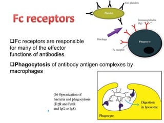 Phagocytosis of antibody antigen complexes by
macrophages
Fc receptors are responsible
for many of the effector
functions of antibodies.
 