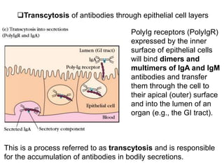 Transcytosis of antibodies through epithelial cell layers
PolyIg receptors (PolyIgR)
expressed by the inner
surface of epithelial cells
will bind dimers and
multimers of IgA and IgM
antibodies and transfer
them through the cell to
their apical (outer) surface
and into the lumen of an
organ (e.g., the GI tract).
This is a process referred to as transcytosis and is responsible
for the accumulation of antibodies in bodily secretions.
 