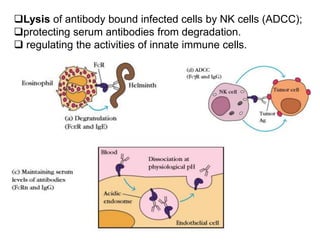 Lysis of antibody bound infected cells by NK cells (ADCC);
protecting serum antibodies from degradation.
 regulating the activities of innate immune cells.
 