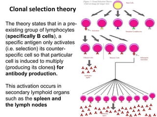 The theory states that in a pre-
existing group of lymphocytes
(specifically B cells), a
specific antigen only activates
(i.e. selection) its counter-
specific cell so that particular
cell is induced to multiply
(producing its clones) for
antibody production.
This activation occurs in
secondary lymphoid organs
such as the spleen and
the lymph nodes
Clonal selection theory
 