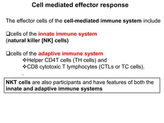 The effector cells of the cell-mediated immune system include
cells of the innate immune system
(natural killer [NK] cells)
cells of the adaptive immune system
Helper CD4T cells (TH cells) and
CD8 cytotoxic T lymphocytes (CTLs or TC cells).
.
Cell mediated effector response
NKT cells are also participants and have features of both the
innate and adaptive immune systems
 