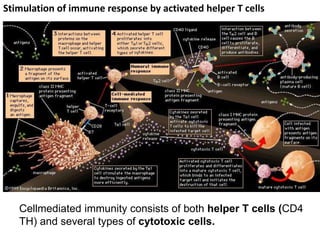 Cellmediated immunity consists of both helper T cells (CD4
TH) and several types of cytotoxic cells.
Stimulation of immune response by activated helper T cells
 