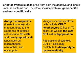 Effector cytotoxic cells arise from both the adaptive and innate
immune systems and, therefore, include both antigen-specific
and -nonspecific cells
Antigen non-specifi c
(innate immune) cells
that contribute to the
clearance of infected
cells include NK cells
and non lymphoid cell
types such as
macrophages,
neutrophils, and
eosinophils
Antigen-specific cytotoxic
cells include CD8 T
lymphocytes (CTLs or TC
cells), as well as the CD4
NKT cell subpopulation
Populations of cytotoxic
CD4 TH cells may
contribute to delayed-type
hypersensitivity.
 