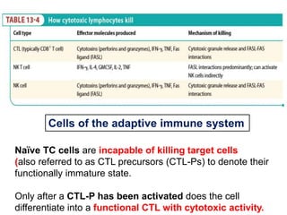 Naïve TC cells are incapable of killing target cells
(also referred to as CTL precursors (CTL-Ps) to denote their
functionally immature state.
Only after a CTL-P has been activated does the cell
differentiate into a functional CTL with cytotoxic activity.
Cells of the adaptive immune system
 