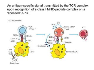 An antigen-specific signal transmitted by the TCR complex
upon recognition of a class I MHC-peptide complex on a
“licensed” APC.
 
