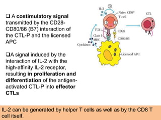  A costimulatory signal
transmitted by the CD28-
CD80/86 (B7) interaction of
the CTL-P and the licensed
APC
A signal induced by the
interaction of IL-2 with the
high-affinity IL-2 receptor,
resulting in proliferation and
differentiation of the antigen-
activated CTL-P into effector
CTLs
IL-2 can be generated by helper T cells as well as by the CD8 T
cell itself.
 