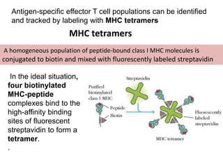 Antigen-specific effector T cell populations can be identified
and tracked by labeling with MHC tetramers
MHC tetramers
A homogeneous population of peptide-bound class I MHC molecules is
conjugated to biotin and mixed with fluorescently labeled streptavidin
In the ideal situation,
four biotinylated
MHC-peptide
complexes bind to the
high-affinity binding
sites of fluorescent
streptavidin to form a
tetramer.
.
 