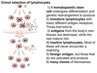 1) A hematopoietic stem
cell undergoes differentiation and
genetic rearrangement to produce
2) immature lymphocytes with
many different antigen receptors.
Those that bind to
3) antigens from the body's own
tissues are destroyed, while the
rest mature into
4) inactive lymphocytes. Most of
these will never encounter a
matching
5) foreign antigen, but those that
do are activated and produce
6) many clones of themselves.
Clonal selection of lymphocytes
 