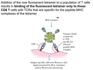 Addition of the now fluorescent tetramer to a population of T cells
results in binding of the fluorescent tetramer only to those
CD8 T cells with TCRs that are specific for the peptide-MHC
complexes of the tetramer
 