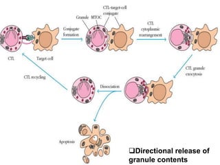 Directional release of
granule contents
 