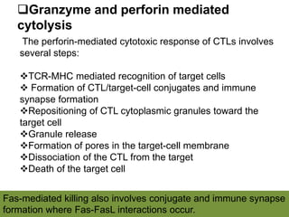 The perforin-mediated cytotoxic response of CTLs involves
several steps:
TCR-MHC mediated recognition of target cells
 Formation of CTL/target-cell conjugates and immune
synapse formation
Repositioning of CTL cytoplasmic granules toward the
target cell
Granule release
Formation of pores in the target-cell membrane
Dissociation of the CTL from the target
Death of the target cell
Granzyme and perforin mediated
cytolysis
Fas-mediated killing also involves conjugate and immune synapse
formation where Fas-FasL interactions occur.
 