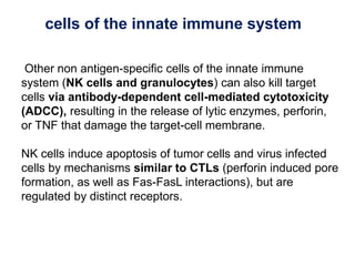 Other non antigen-specific cells of the innate immune
system (NK cells and granulocytes) can also kill target
cells via antibody-dependent cell-mediated cytotoxicity
(ADCC), resulting in the release of lytic enzymes, perforin,
or TNF that damage the target-cell membrane.
NK cells induce apoptosis of tumor cells and virus infected
cells by mechanisms similar to CTLs (perforin induced pore
formation, as well as Fas-FasL interactions), but are
regulated by distinct receptors.
cells of the innate immune system
 