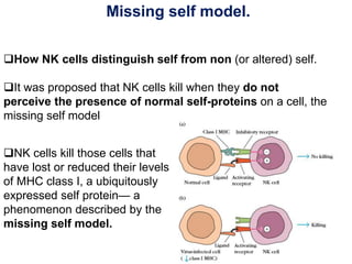How NK cells distinguish self from non (or altered) self.
It was proposed that NK cells kill when they do not
perceive the presence of normal self-proteins on a cell, the
missing self model
Missing self model.
NK cells kill those cells that
have lost or reduced their levels
of MHC class I, a ubiquitously
expressed self protein— a
phenomenon described by the
missing self model.
 