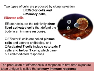 Two types of cells are produced by clonal selection
Effector cells and
Memory cells.
Effector cells are the relatively short-
lived activated cells that defend the
body in an immune response.
Effector B cells are called plasma
cells and secrete antibodies, and
Activated T cells include cytotoxic T
cells and helper T cells, which carry
out cell-mediated responses.
The production of effector cells in response to first-time exposure
to an antigen is called the primary immune response.
 