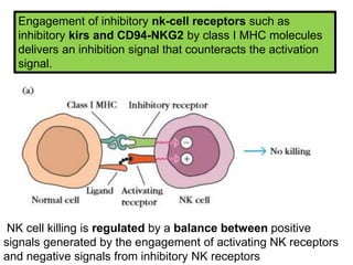 Engagement of inhibitory nk-cell receptors such as
inhibitory kirs and CD94-NKG2 by class I MHC molecules
delivers an inhibition signal that counteracts the activation
signal.
NK cell killing is regulated by a balance between positive
signals generated by the engagement of activating NK receptors
and negative signals from inhibitory NK receptors
 