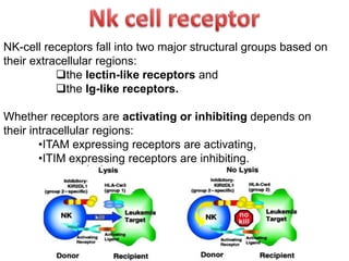 NK-cell receptors fall into two major structural groups based on
their extracellular regions:
the lectin-like receptors and
the Ig-like receptors.
Whether receptors are activating or inhibiting depends on
their intracellular regions:
•ITAM expressing receptors are activating,
•ITIM expressing receptors are inhibiting.
 